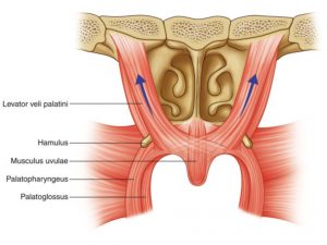 MUSCULUS UVULAE