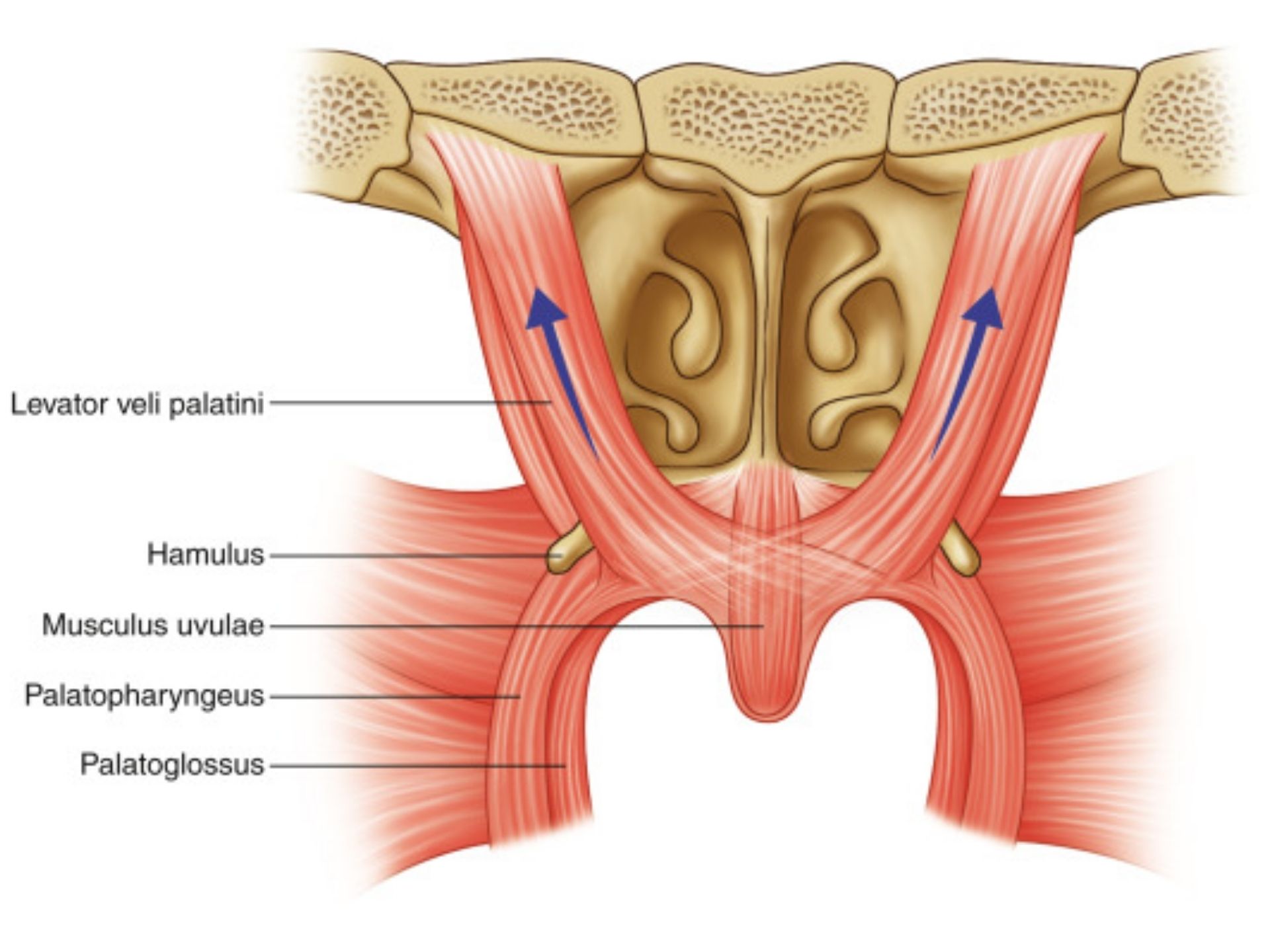 MUSCULUS UVULAE