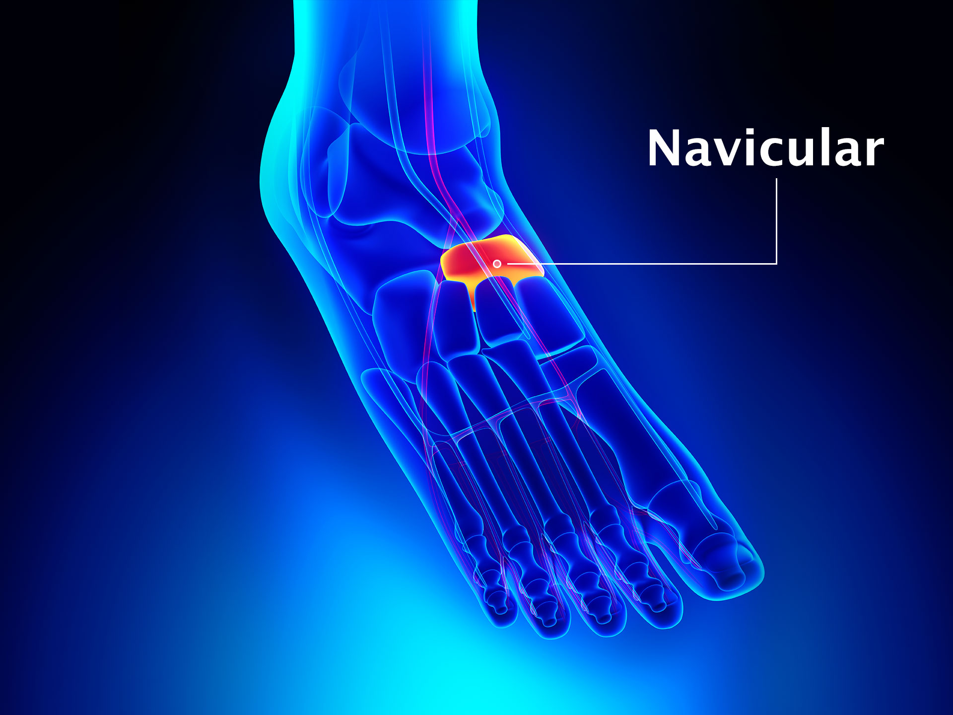 NAVICULAR