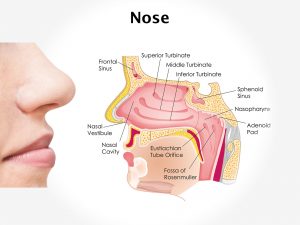 NOSE