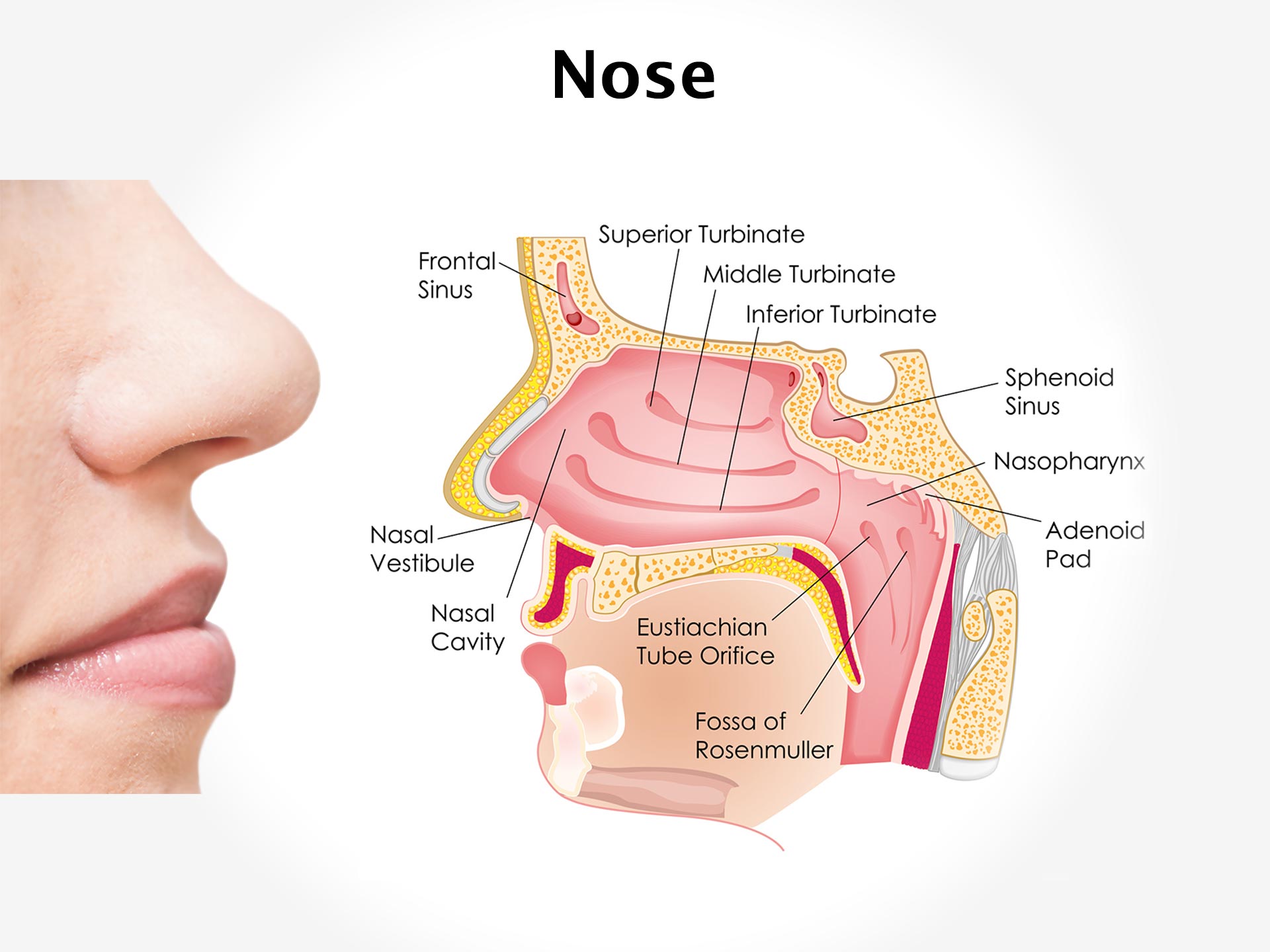 NOSE