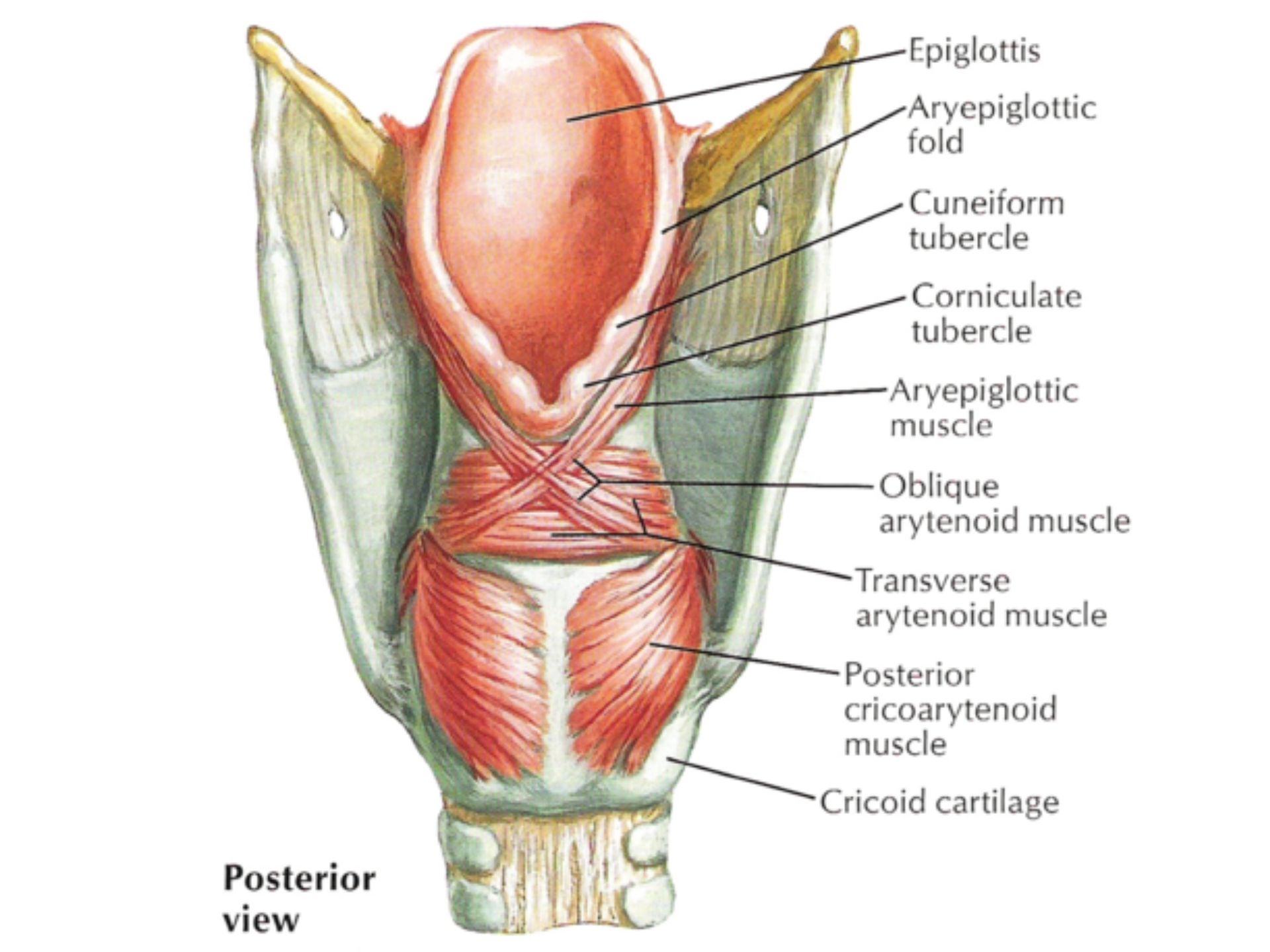 OBLIQUE ARYTENOID