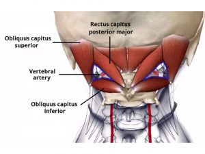 OBLIQUUS CAPITIS SUPERIOR