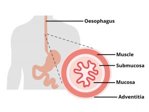 OESOPHAGUS