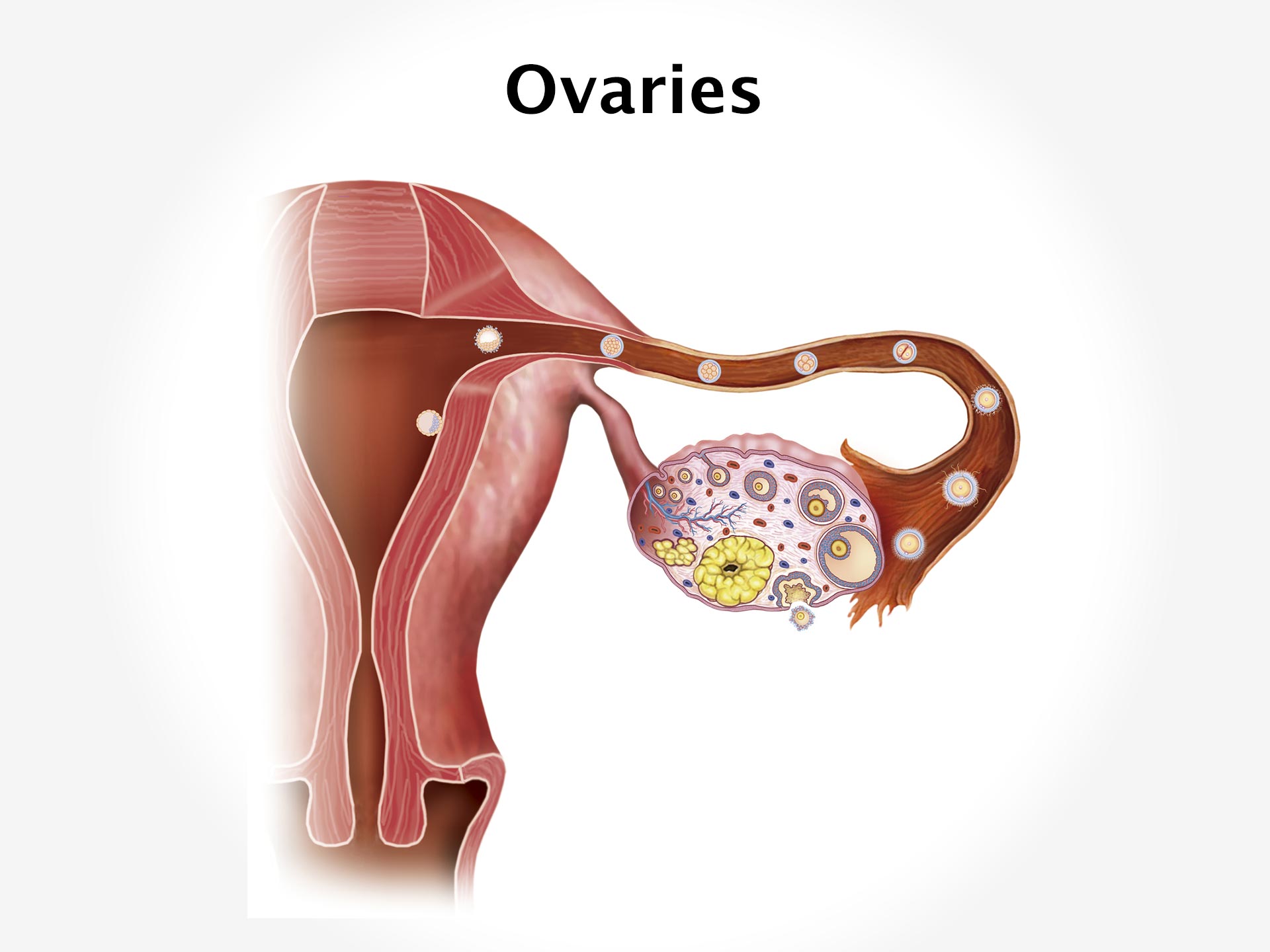 OVARIES