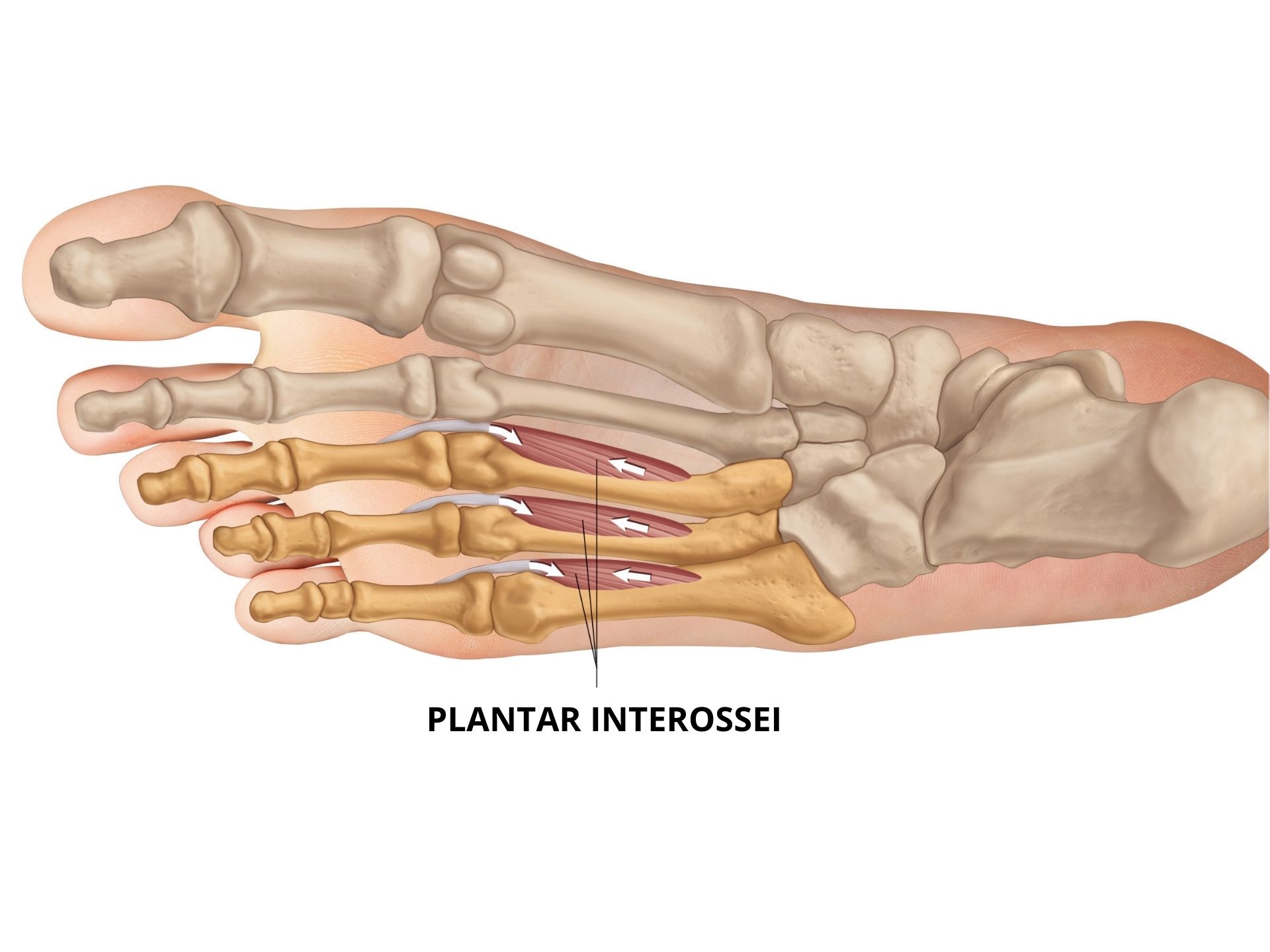 Plantar interossei of foot