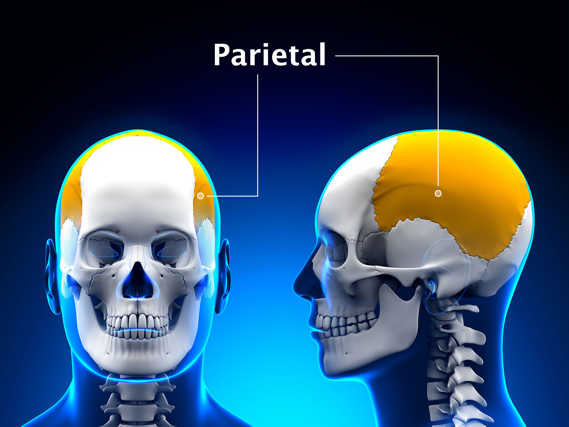 PARIETAL BONE