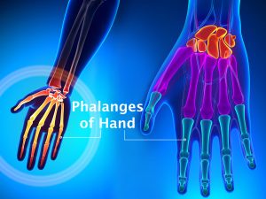 PHALANGES OF HAND