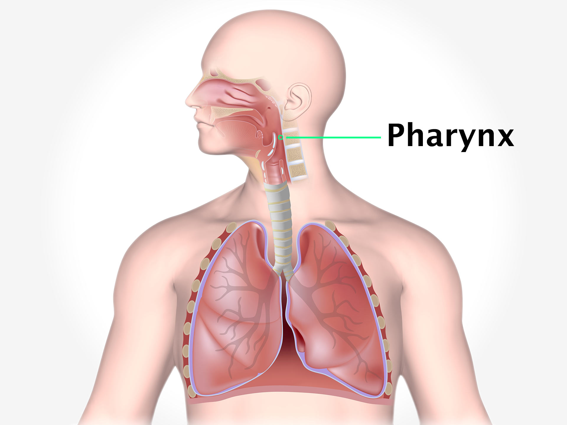 PHARYNX