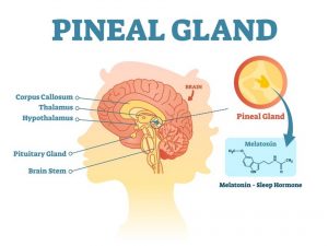 PINEAL GLAND