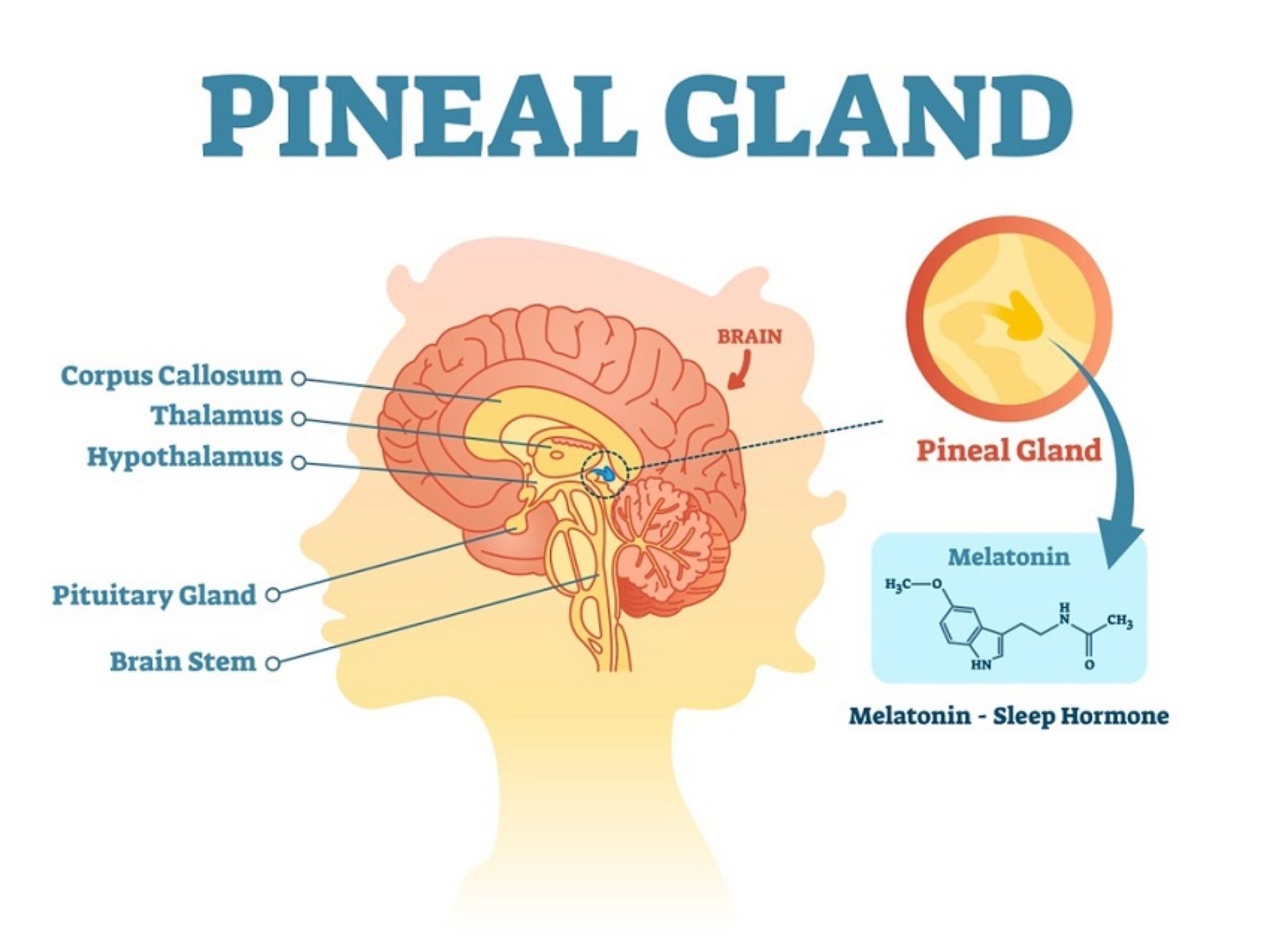 PINEAL GLAND