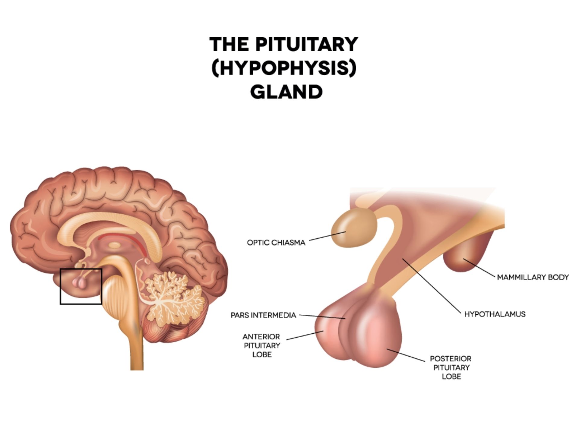 PITUATARY GLAND