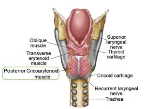 POSTERIOR CRICOARYTENOID