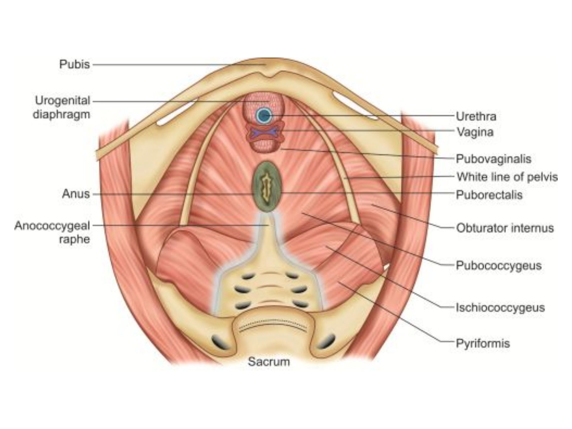 PUBOVAGINALIS