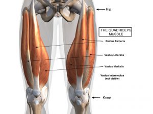 QUADRICEPS FEMORIS