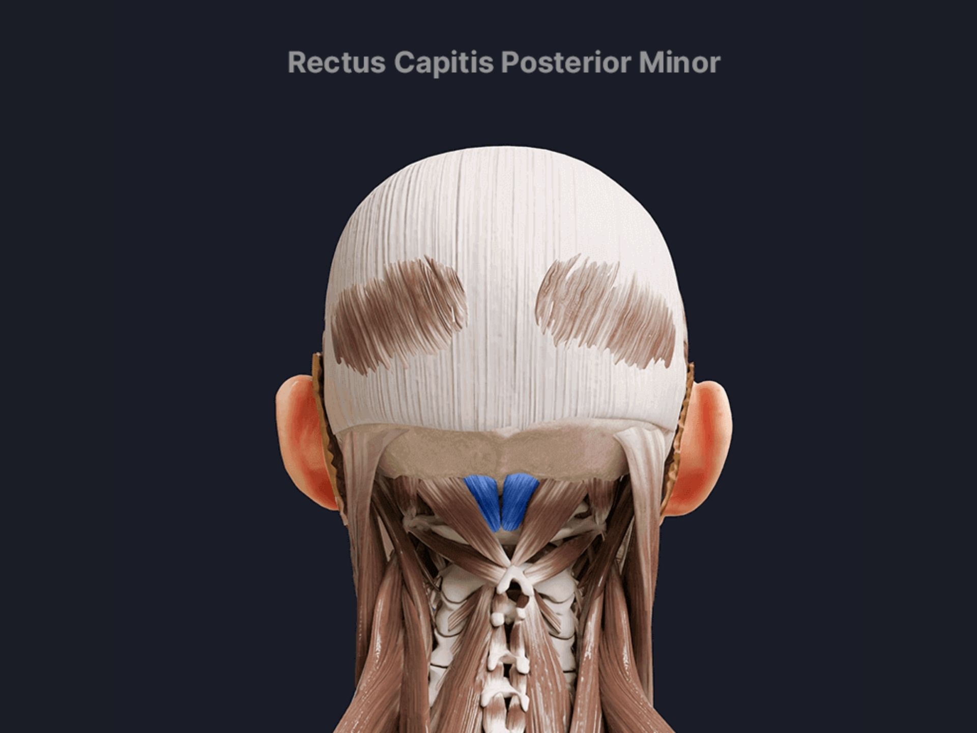 RECTUS CAPITIS ANTERIOR