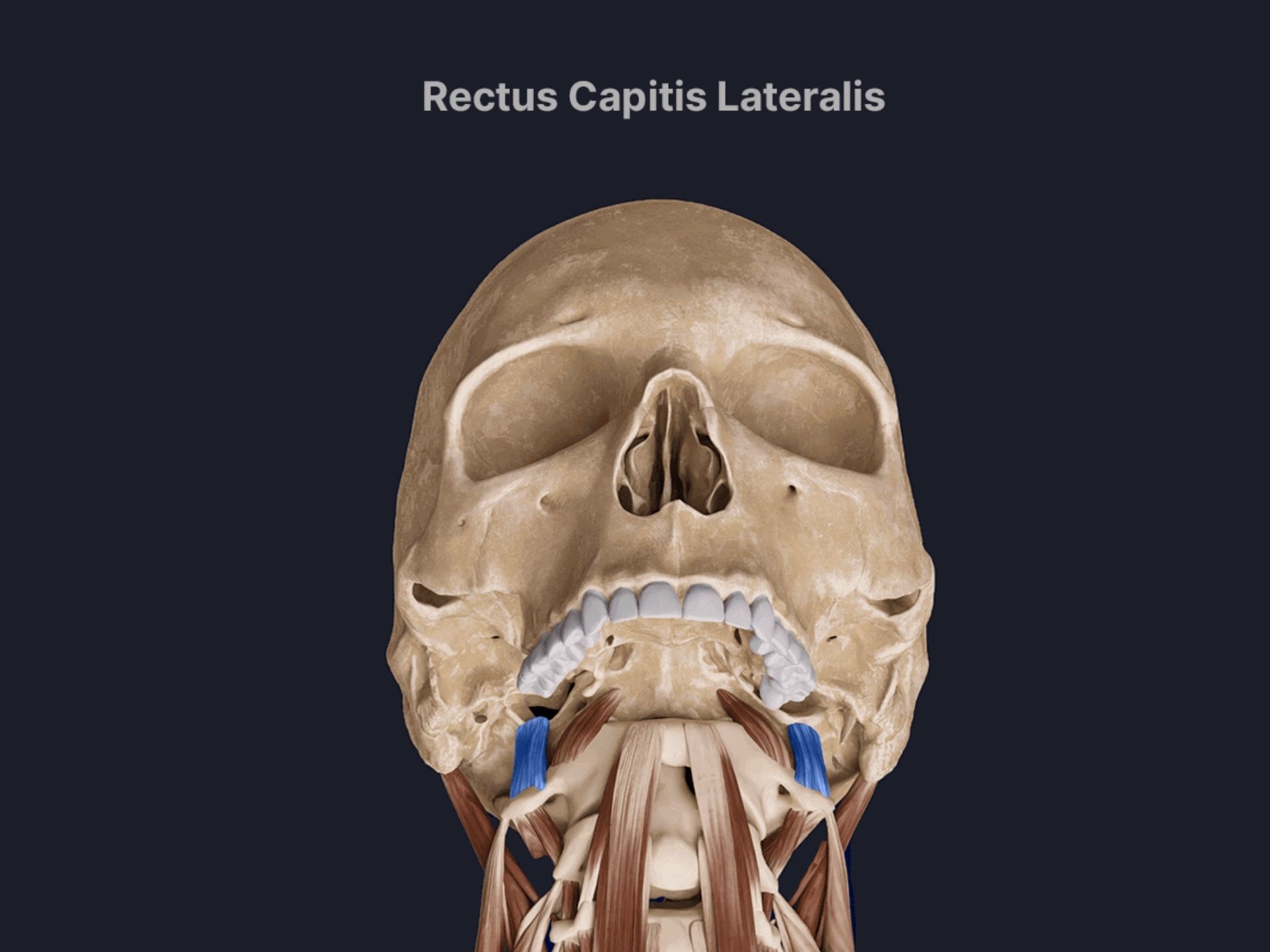 RECTUS CAPITIS LATERALIS