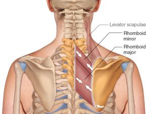 RHOMBOID MAJOR