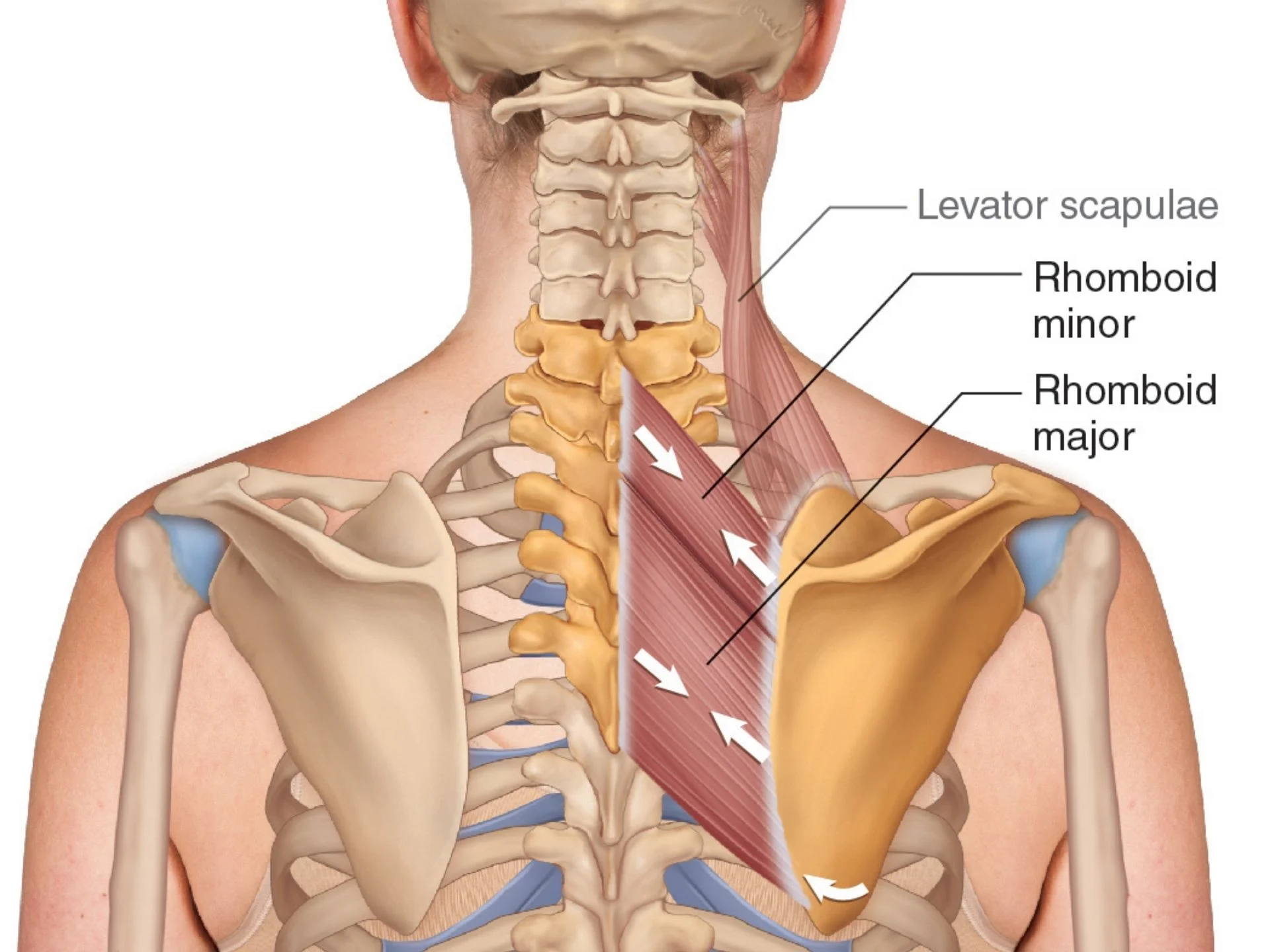 RHOMBOID MINOR