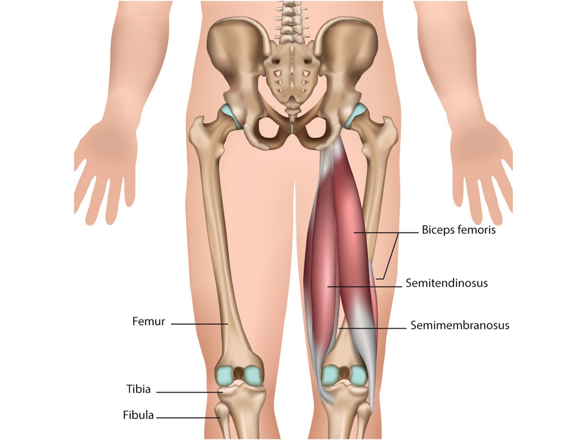 SEMIMEMBRANOSUS