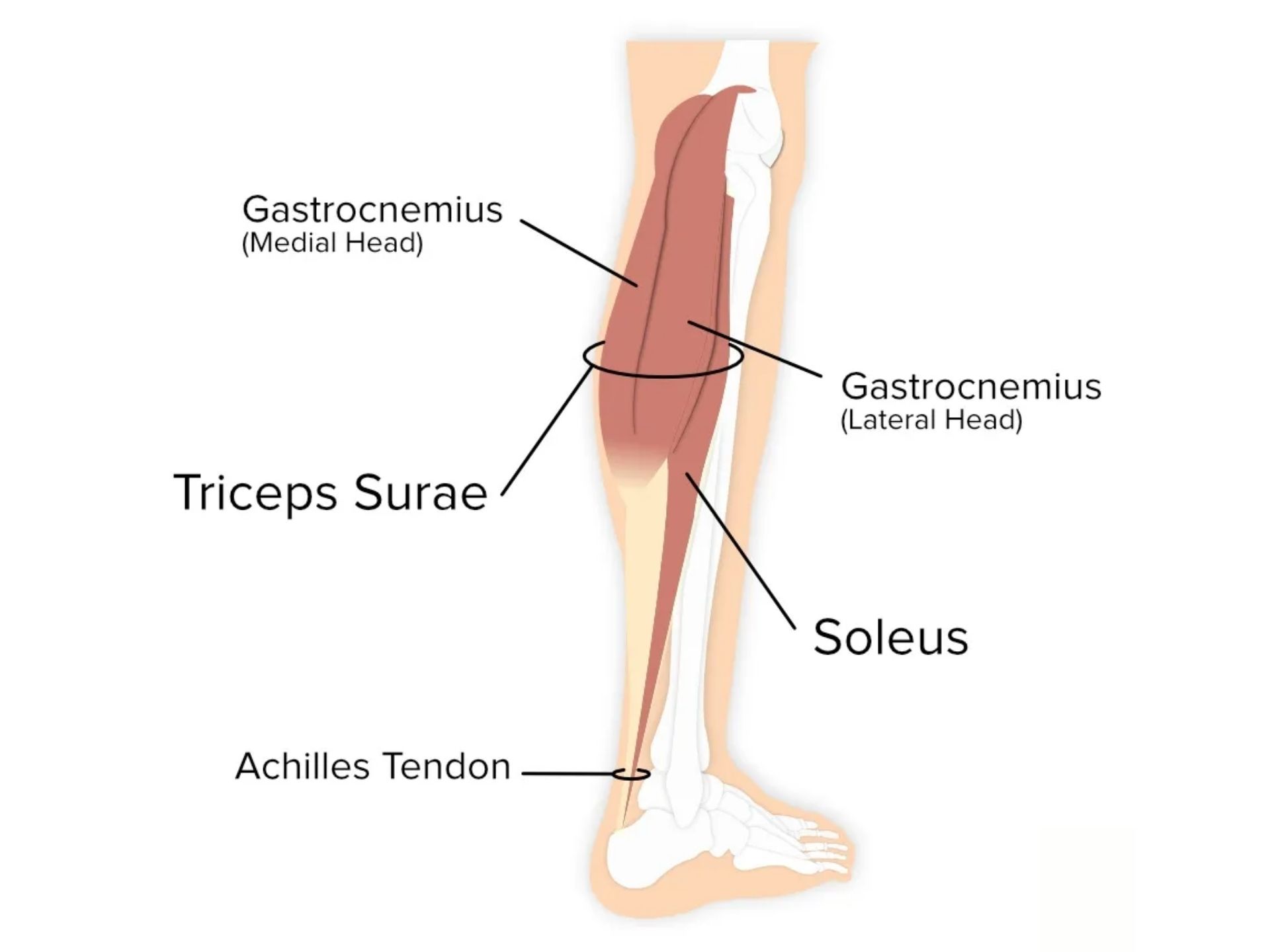 SOLEUS