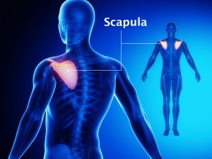 SCAPULA /SHOULDER BLADE