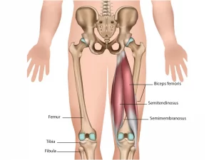 SEMITENDINOSUS