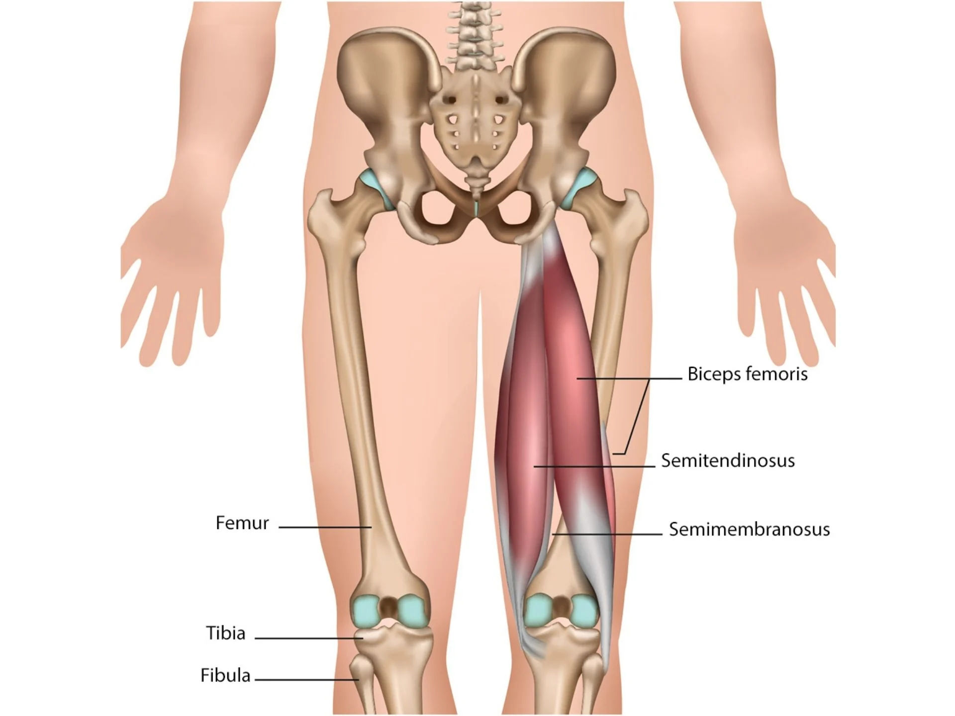 SEMITENDINOSUS