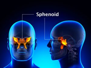 SPHENOID