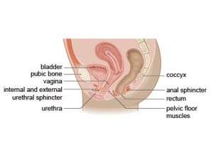 SPHINCTER URETHRAE