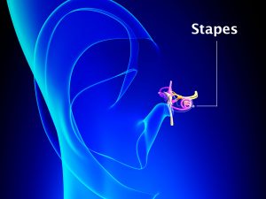 STAPES