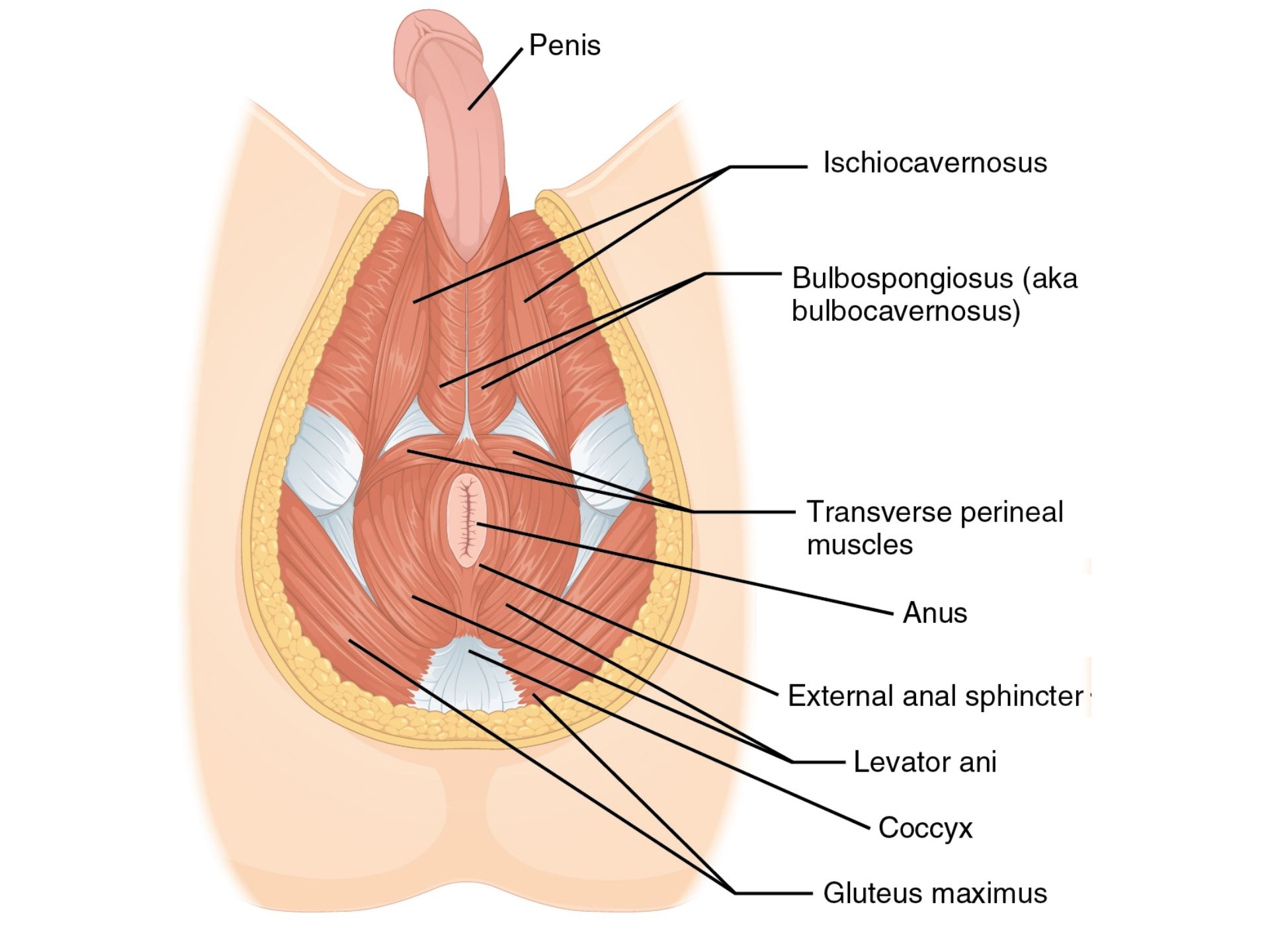 SUPERFICIAL TRANSVERSE PERINEI