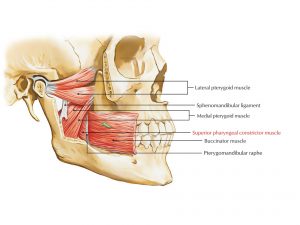 SUPERIOR PHARYNGEAL CONSTRICTOR