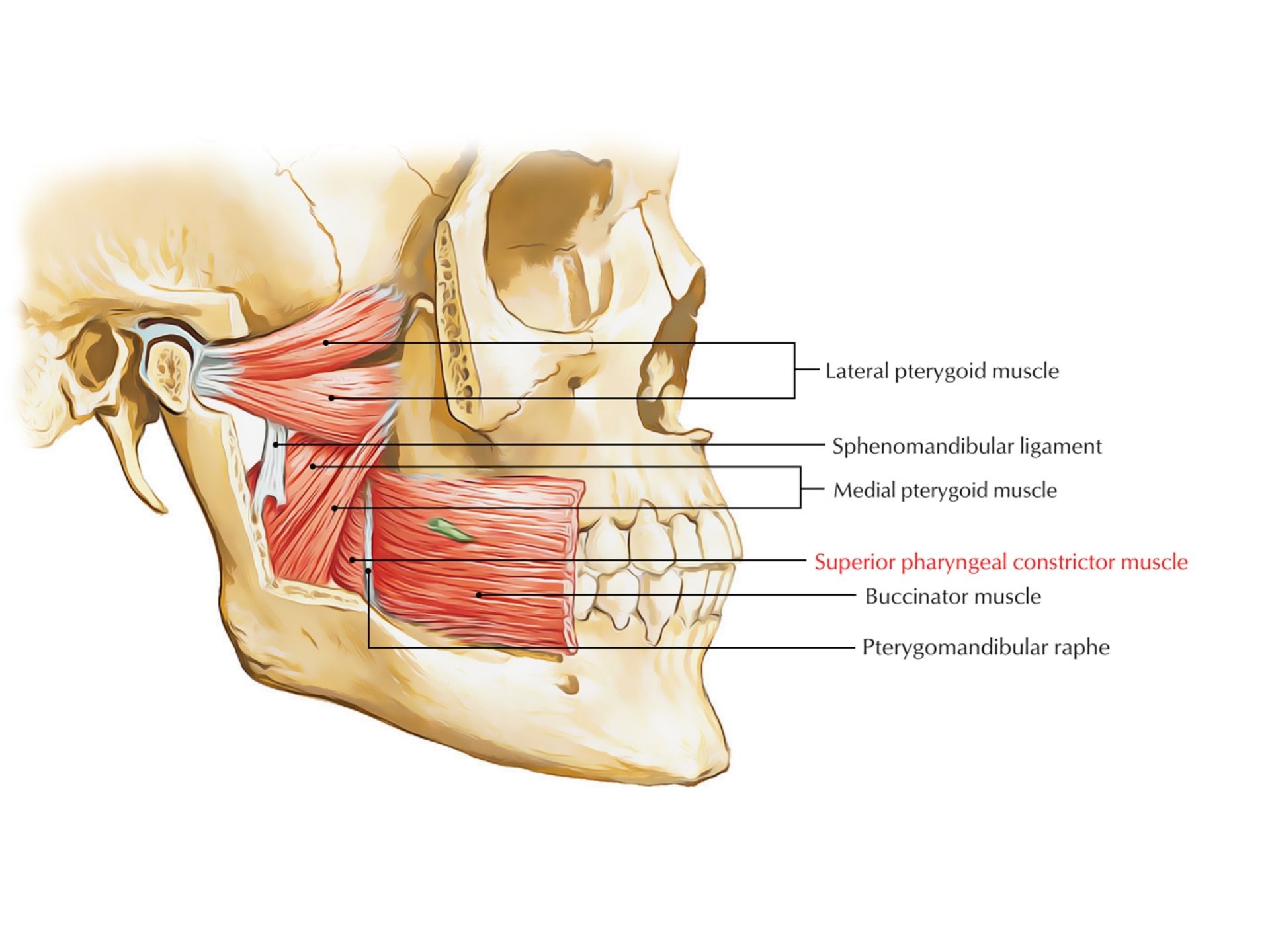 SUPERIOR PHARYNGEAL CONSTRICTOR