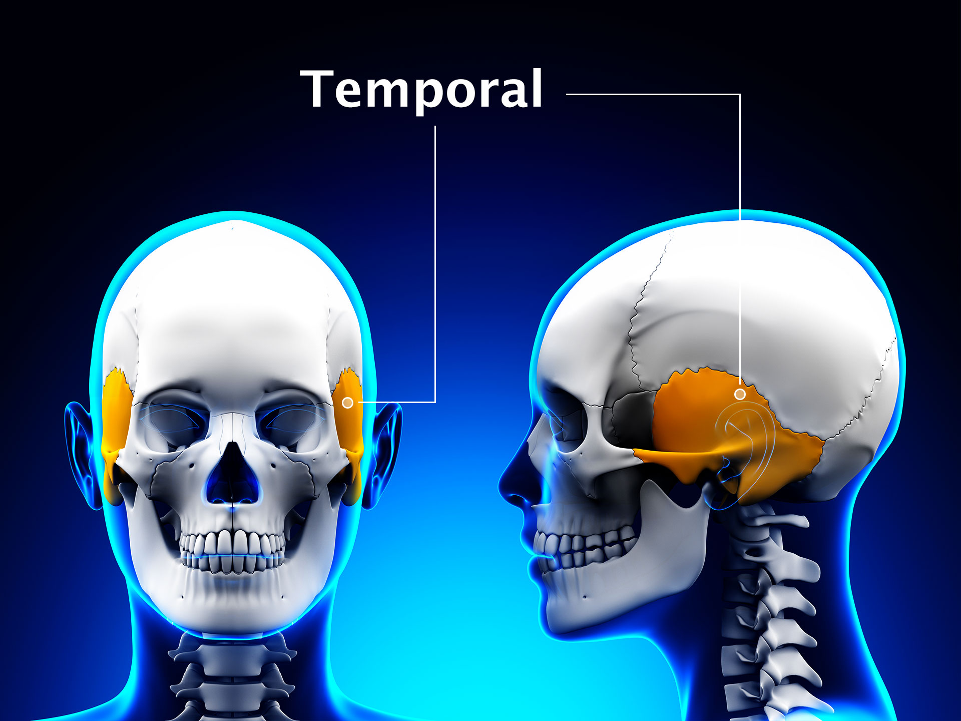 TEMPORAL BONE