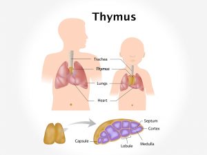 THYMUS