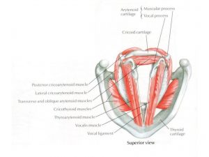 THYROARYTENOID