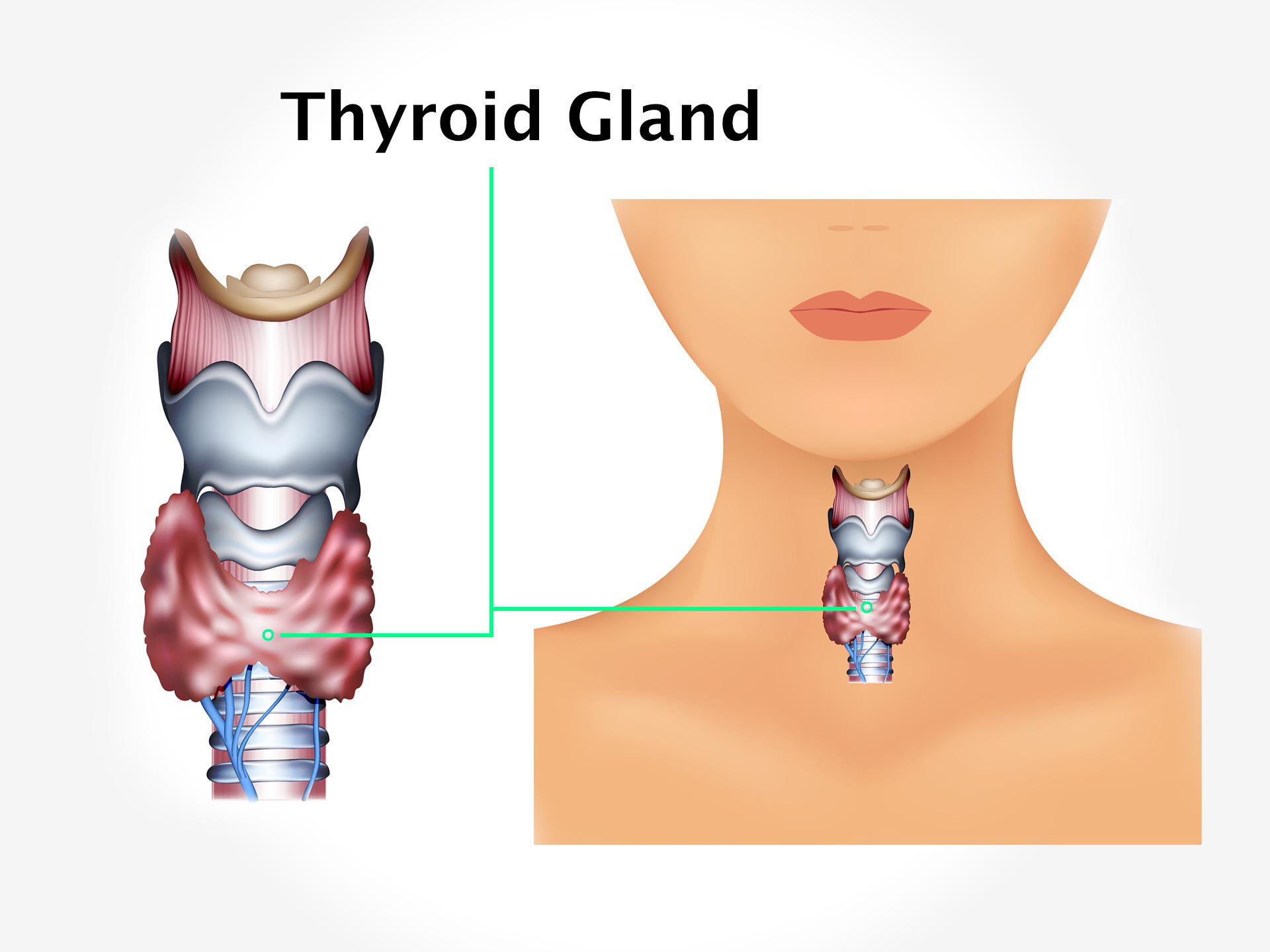 THYROID GLAND