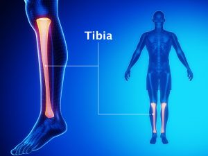 TIBIA