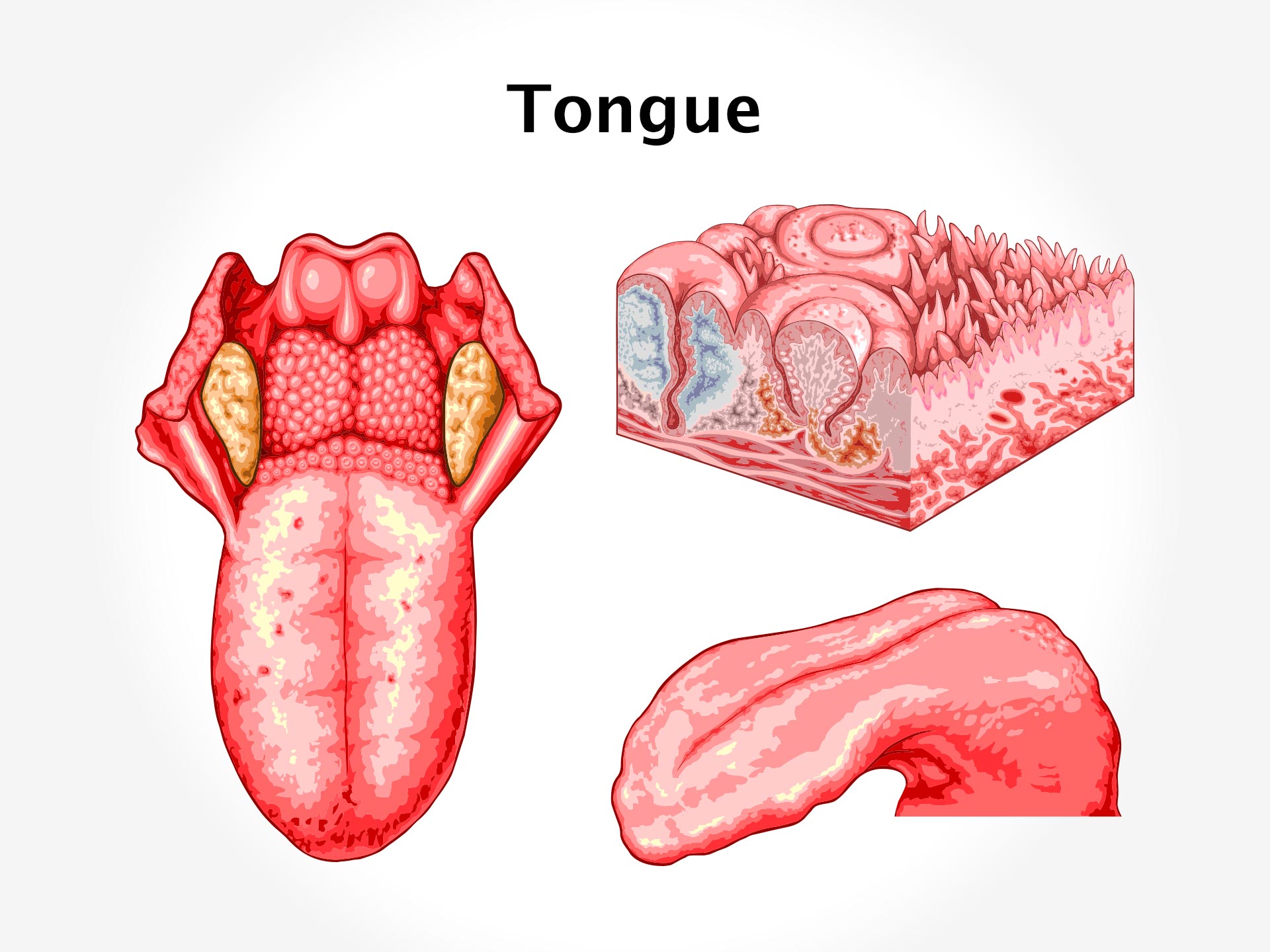 TONGUE