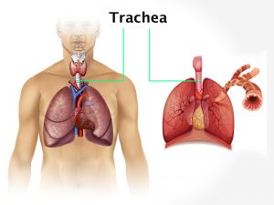 TRACHEA