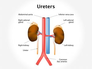 URETERS