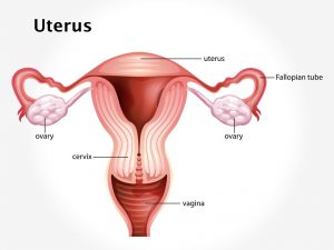 UTERUS