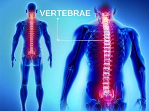 VERTEBRAL COLUMN and VERTEBRAE