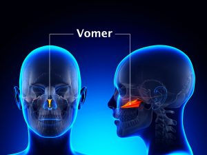 VOMER