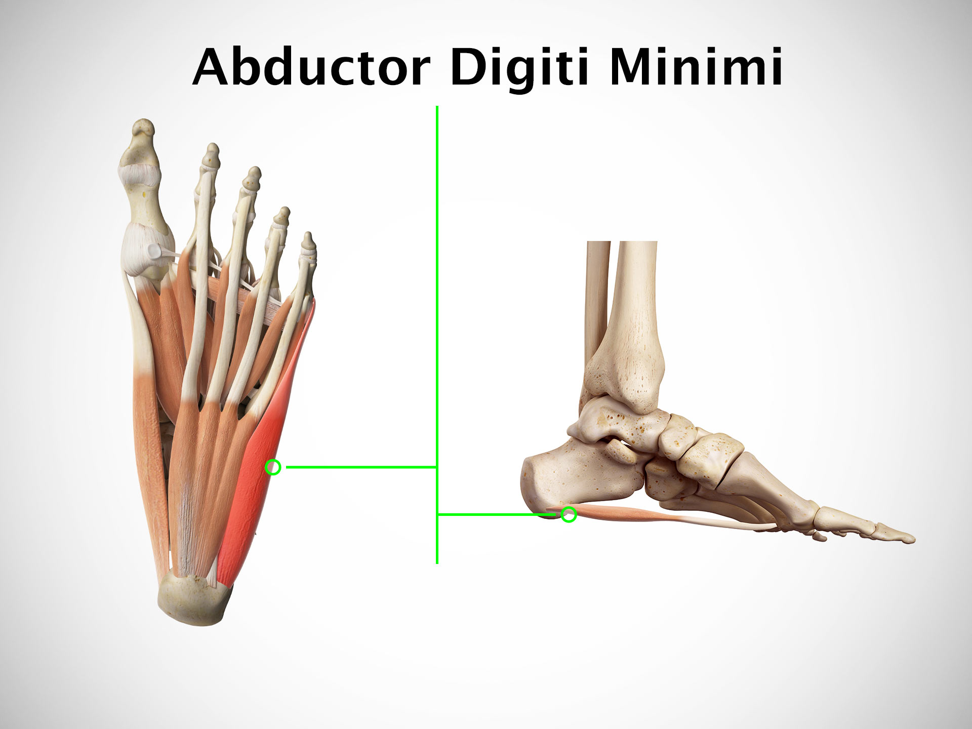 ABDUCTOR DIGITI MINIMI