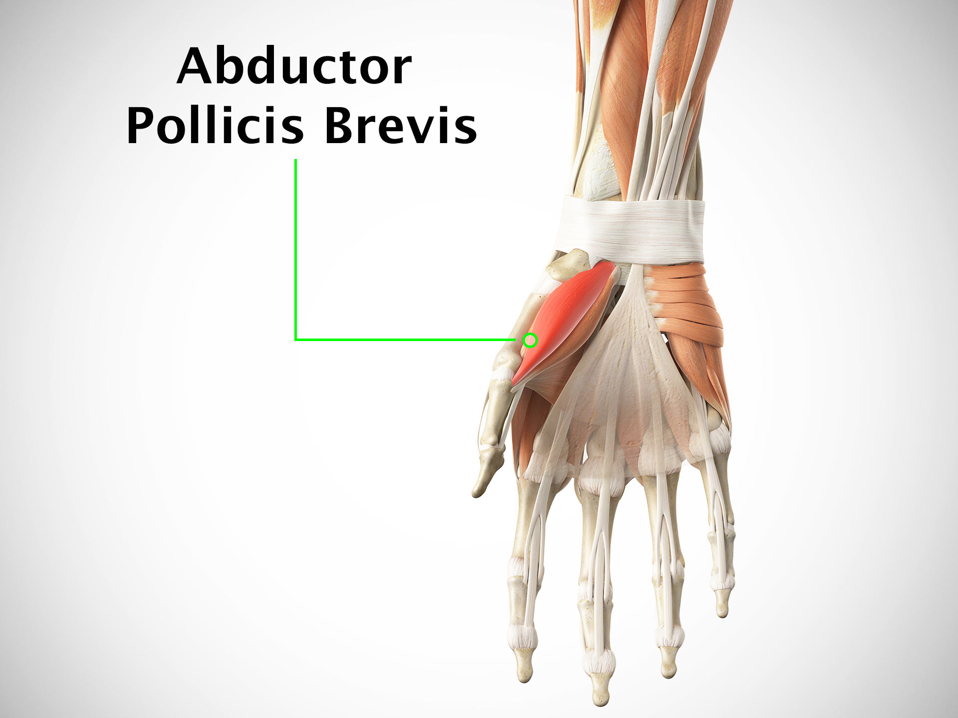 ABDUCTOR POLLICIS BREVIS