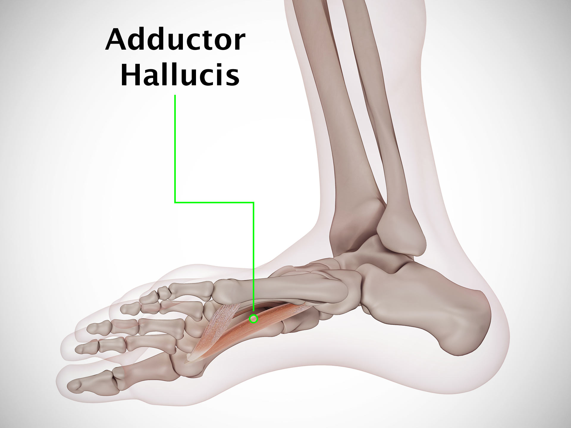 ADDUCTOR HALLUCIS