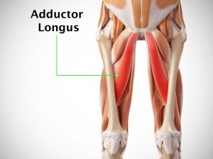 ADDUCTOR LONGUS