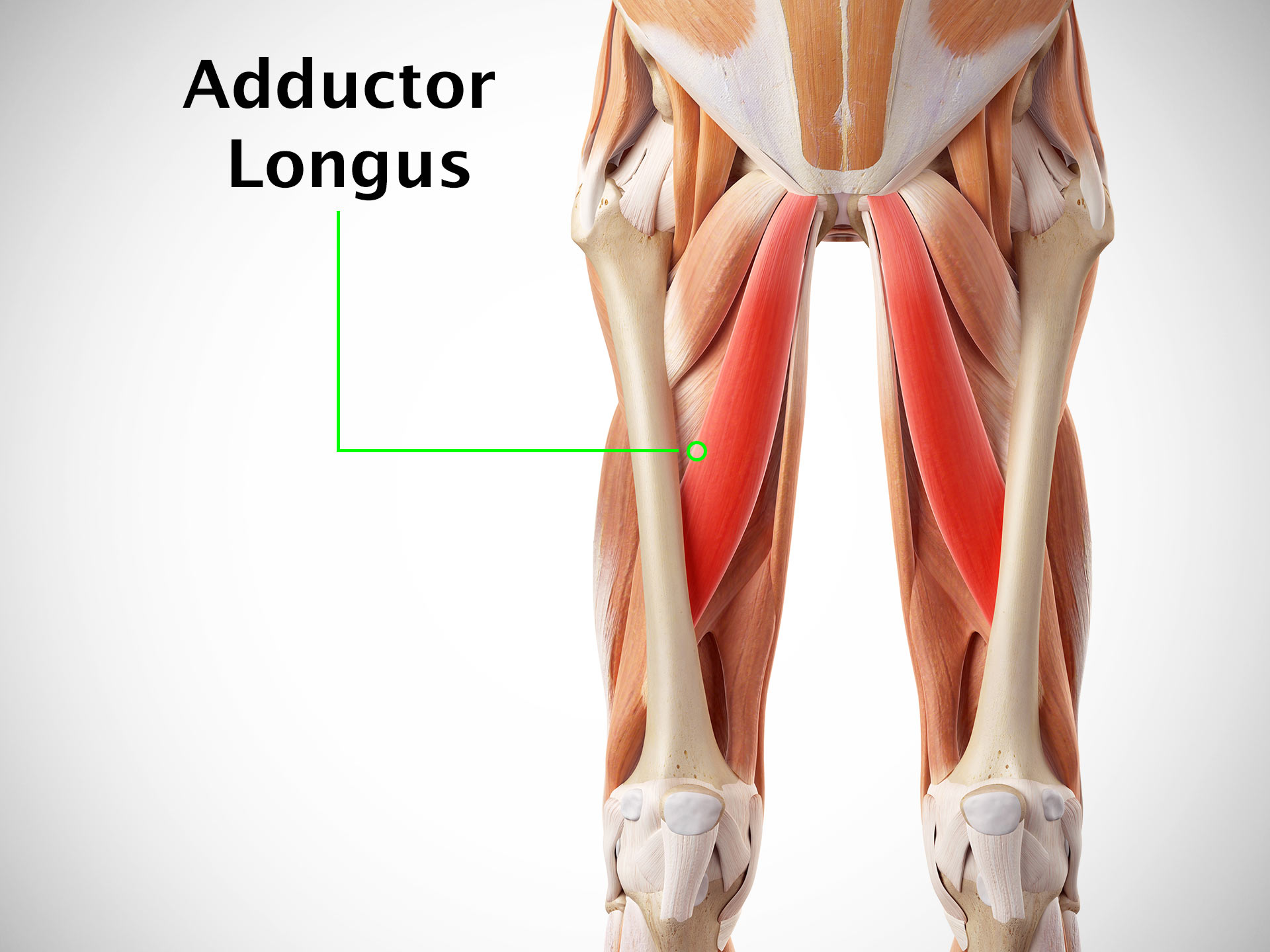 ADDUCTOR LONGUS